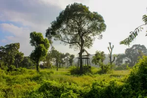 faunaflora