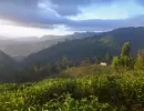 faunaflora