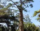 faunaflora
