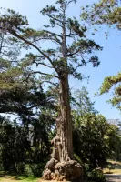 faunaflora