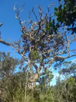 faunaflora