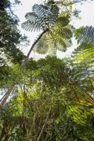 faunaflora