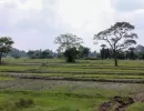 biorijstproject