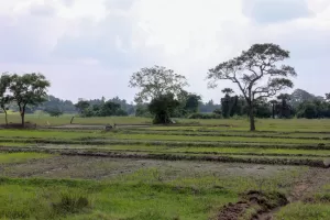biorijstproject biorijstproject