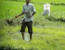 biorijstproject