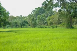 biorijstproject biorijstproject