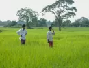 biorijstproject