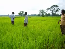 biorijstproject biorijstproject
