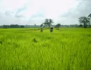 biorijstproject