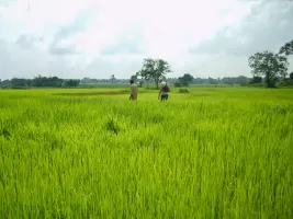 biorijstproject biorijstproject