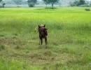 biorijstproject