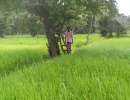 biorijstproject