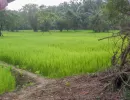 biorijstproject